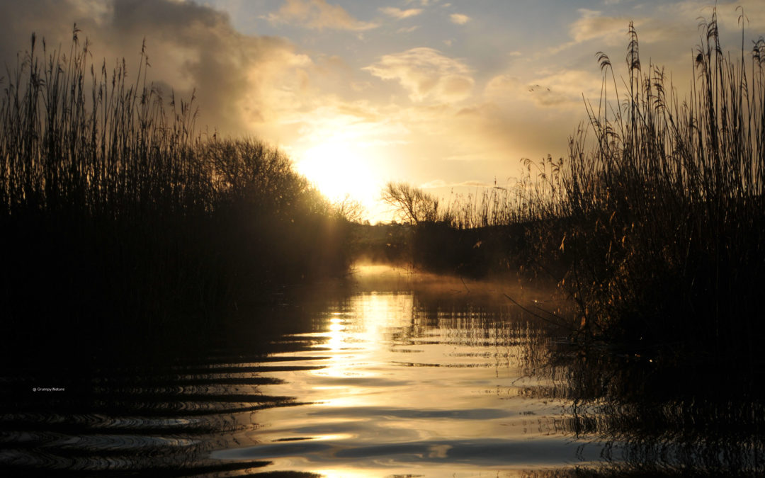 Migration 2024 du Phragmite aquatique et PNA