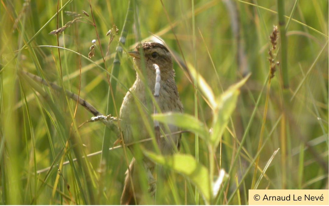 Le LIFE AWOM, Aquatic Warblers on the Move