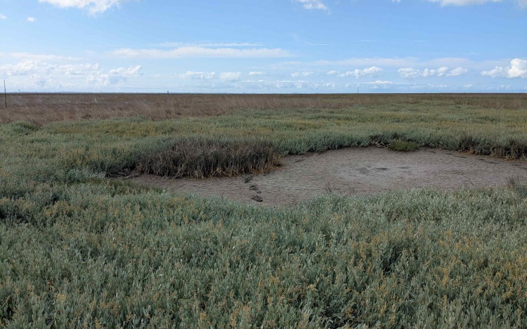 Phragmite aquatique en migration post-nuptiale, premières captures en France