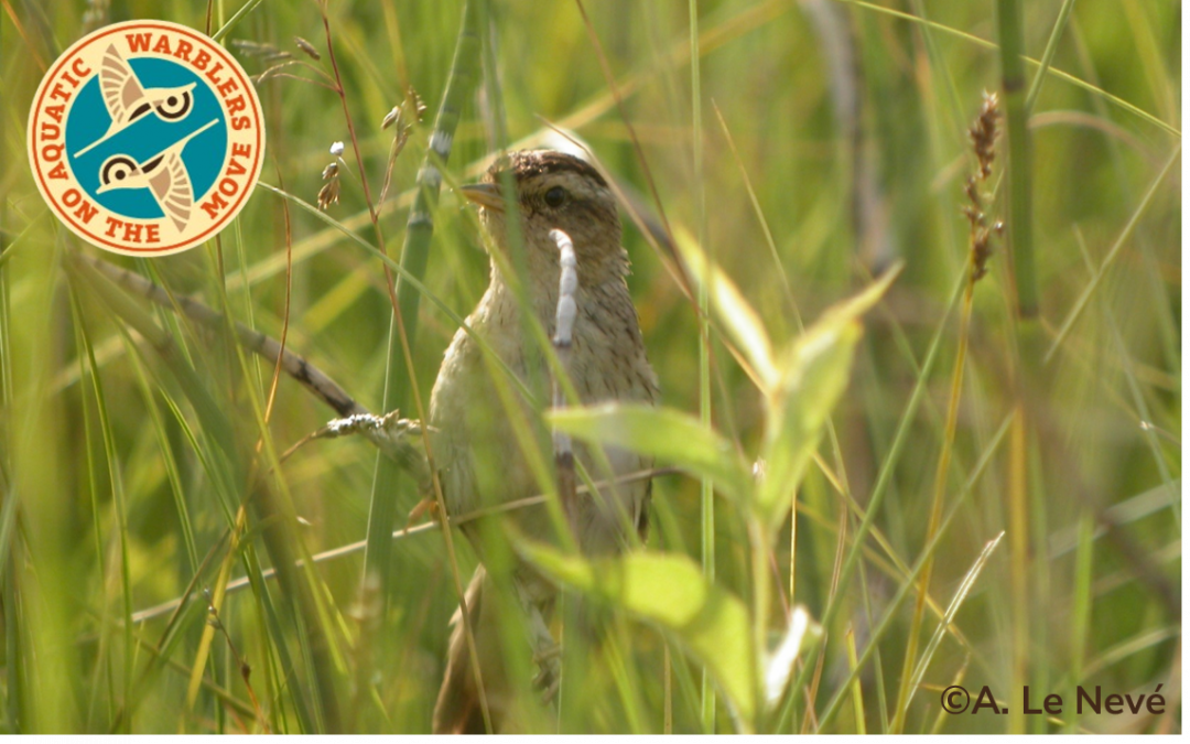 Le LIFE AWOM, Aquatic Warblers on the Move