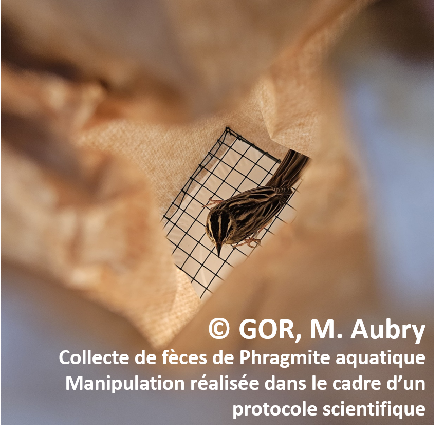 Feces collection M. Aubry tag