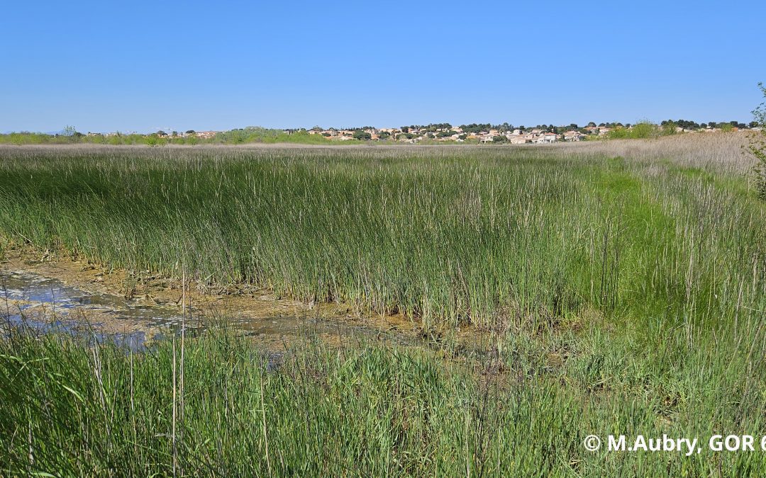 Et en migration pré-nuptiale ? Les premiers tests de 2025, dans le cadre du PNA